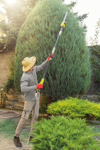 Trusted Upper Grand Lagoon, FL Tree Removal and Landscaping Services Experts